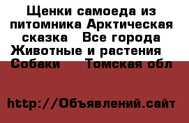 Щенки самоеда из питомника Арктическая сказка - Все города Животные и растения » Собаки   . Томская обл.